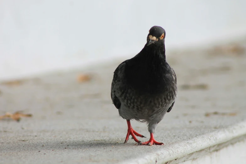 a close up of a small bird on the ground