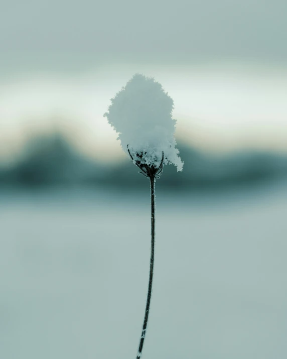 an image of snow on a plant sprout