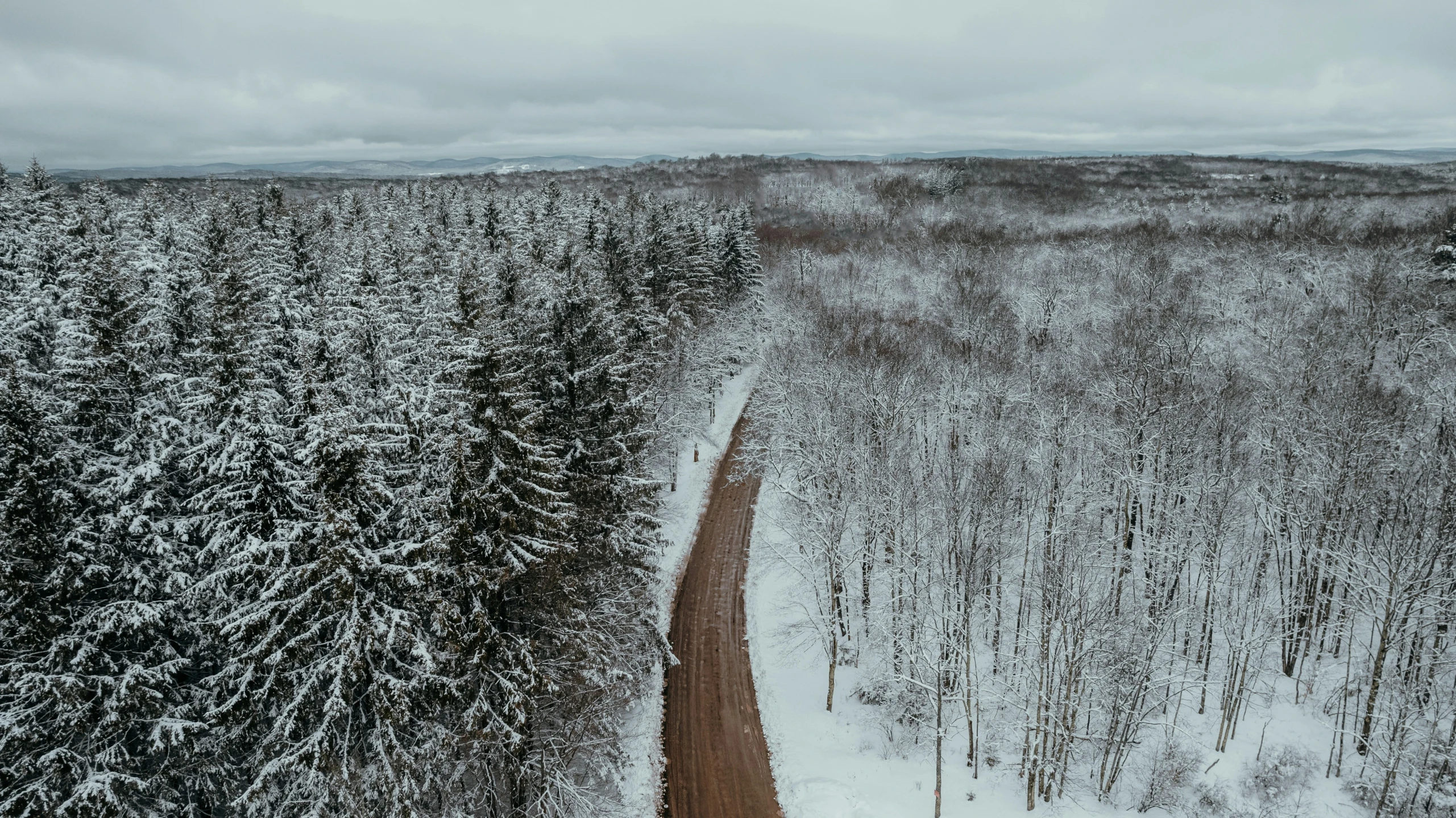 snowy path in the woods surrounded by trees