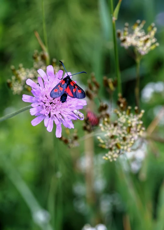 red and black bug on the middle of a flower