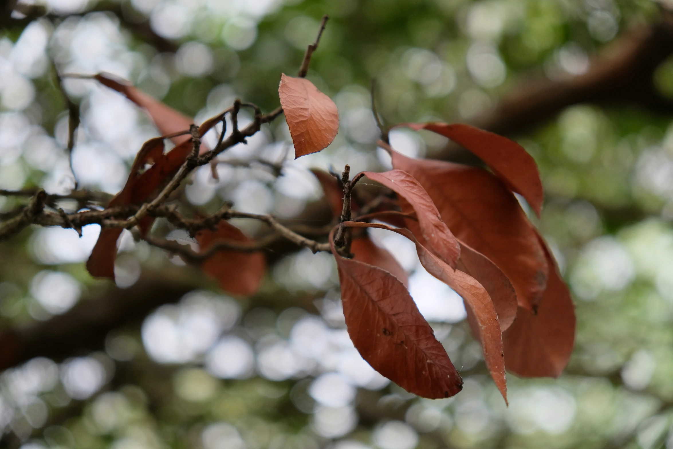 an image of an autumn tree with leaves