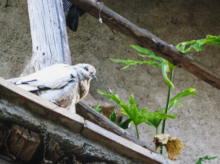 a couple of birds sitting on top of a wooden structure