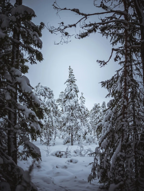 a view of snowy trees from through the snow