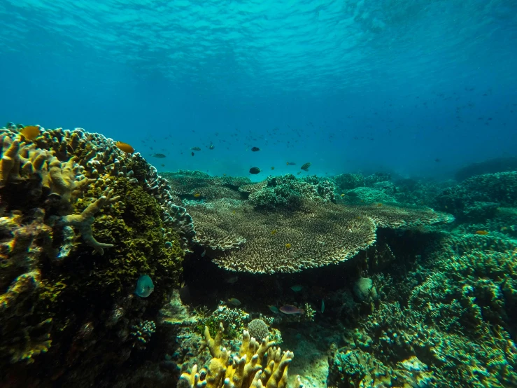 an underwater s of fish swimming by corals and sponge