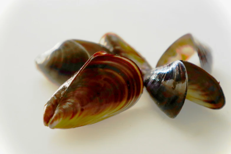 a couple of seashells are on a table