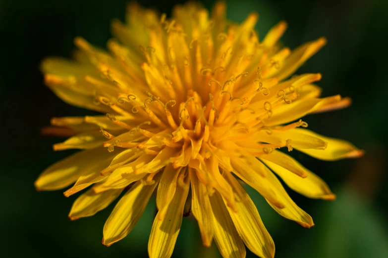 a yellow flower with drops of water all over it