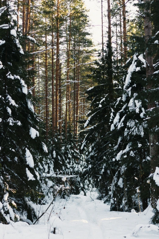 snow covered woods, and trees are on either side