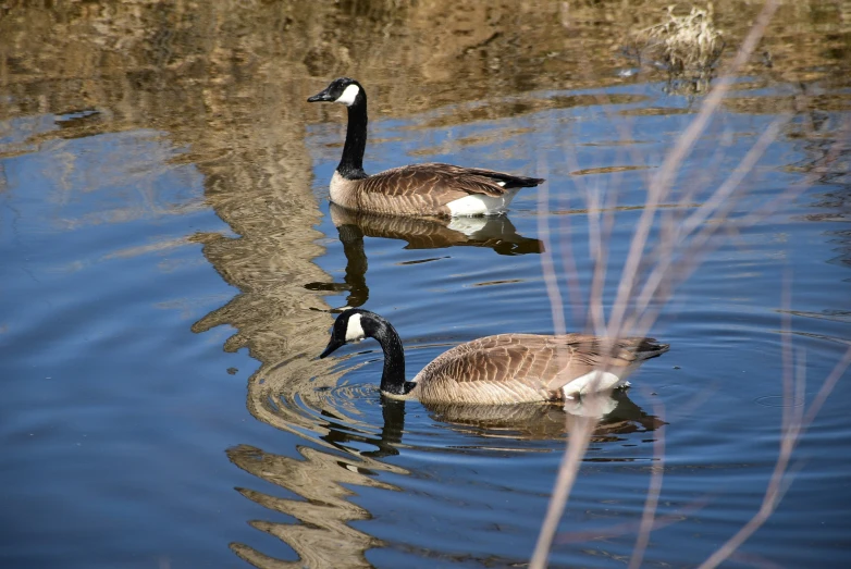 two geese swimming in shallow water with grass in the foreground