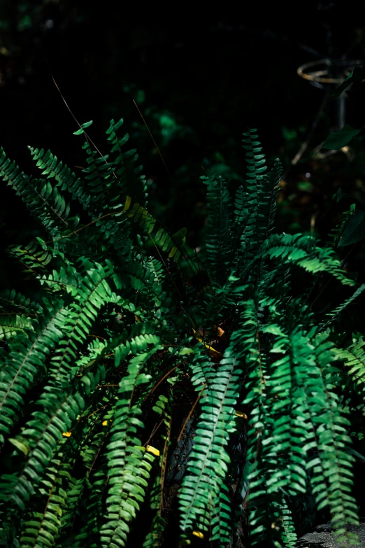 a close up of a tree plant with lots of green leaves