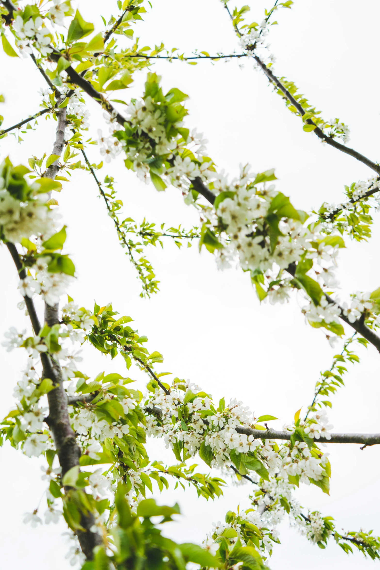 nch with white flowers with green leaves in a cloudy sky