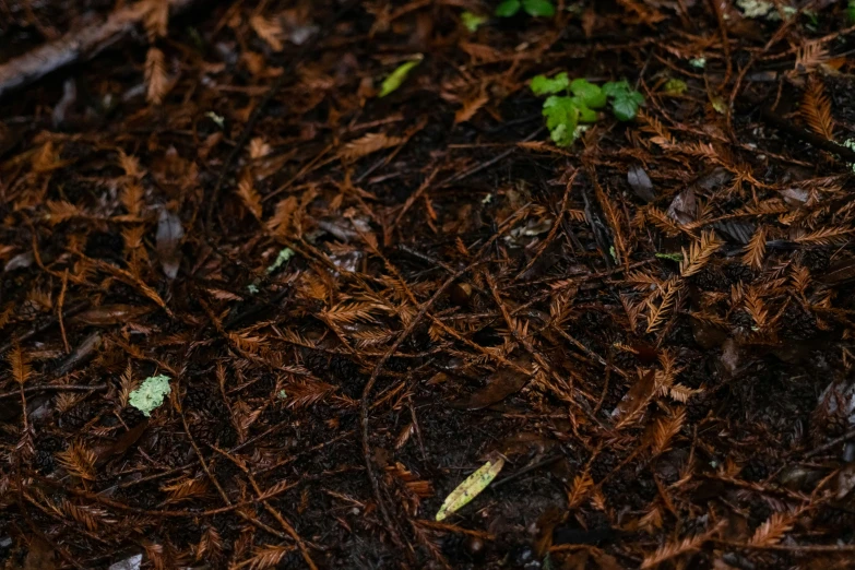 a bear is laying on the ground in brown dirt