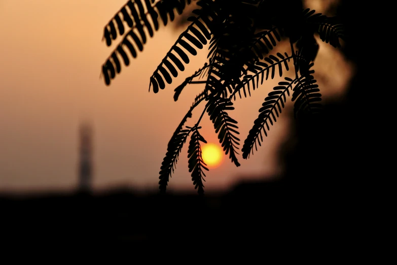 the setting sun behind silhouettes of leaves