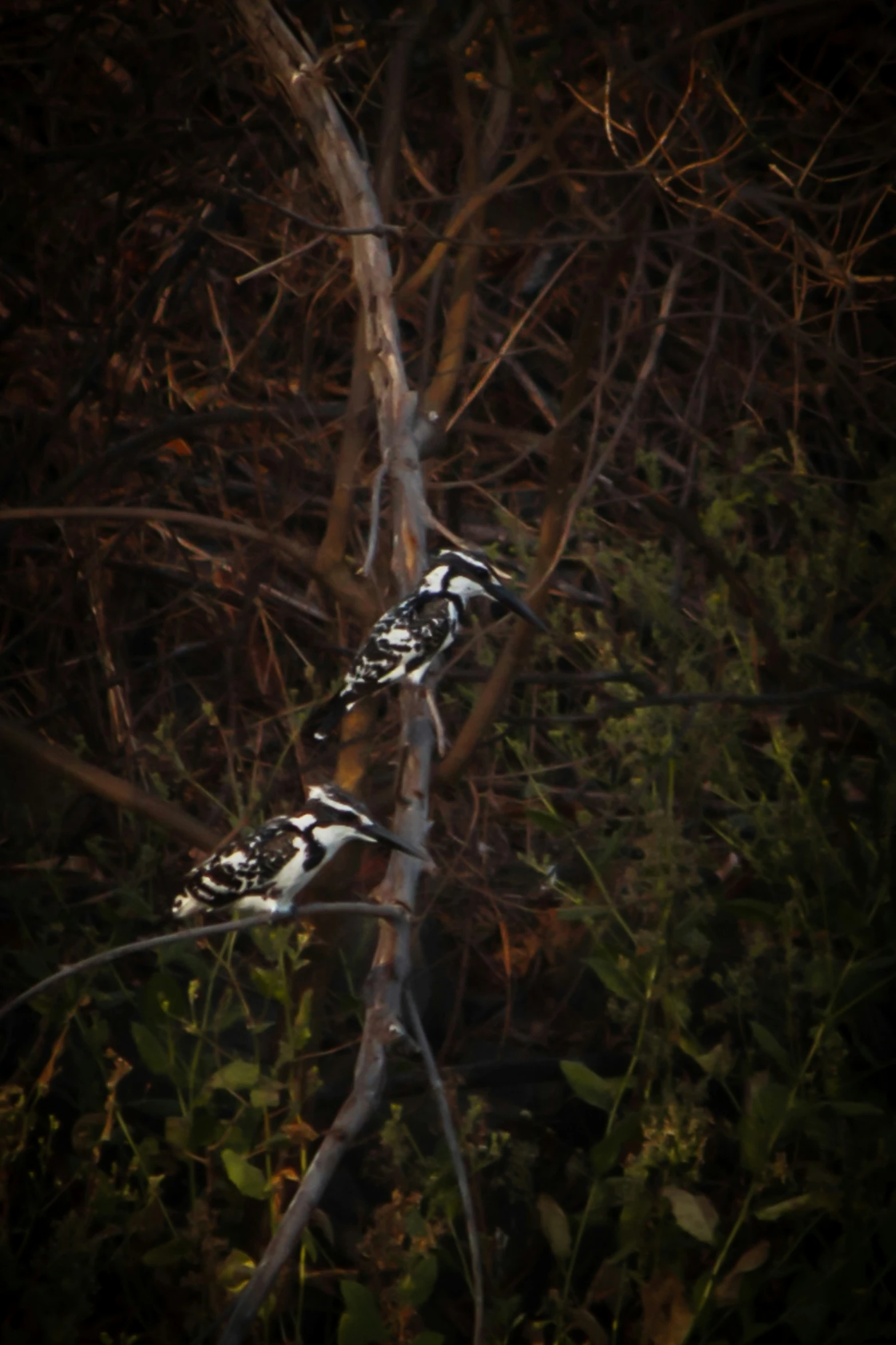 two birds perched on the nches of some trees