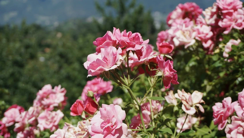 pink flowers growing in the bushes near a mountain