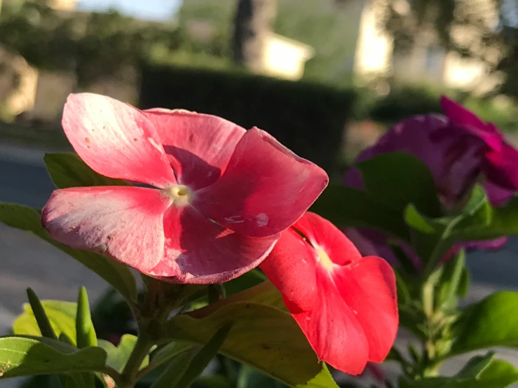 close up image of a pink flower with green leaves