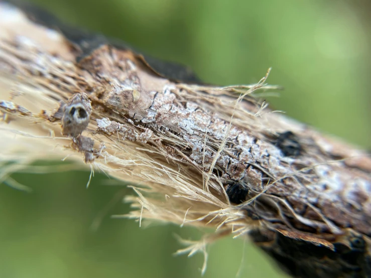 small mosquitos splotted on the side of a tree nch