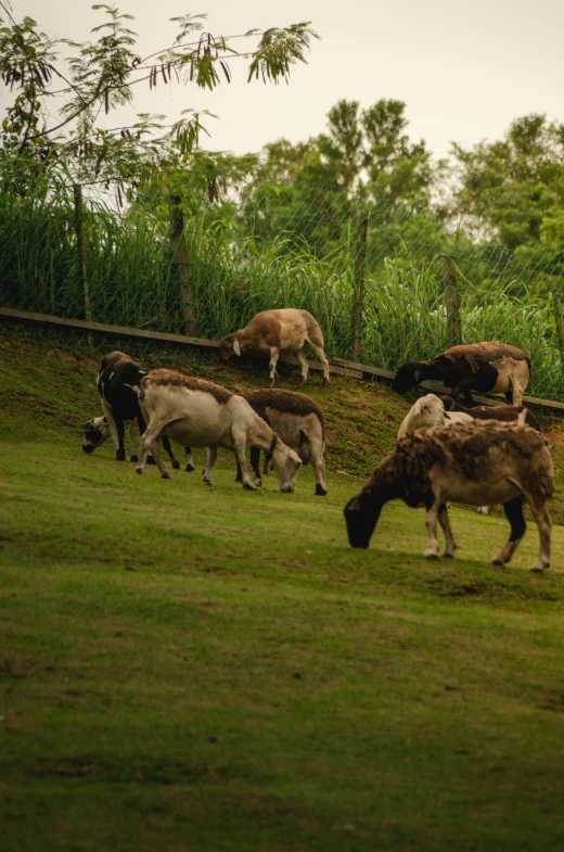 cows grazing in grassy field with bamboo trees