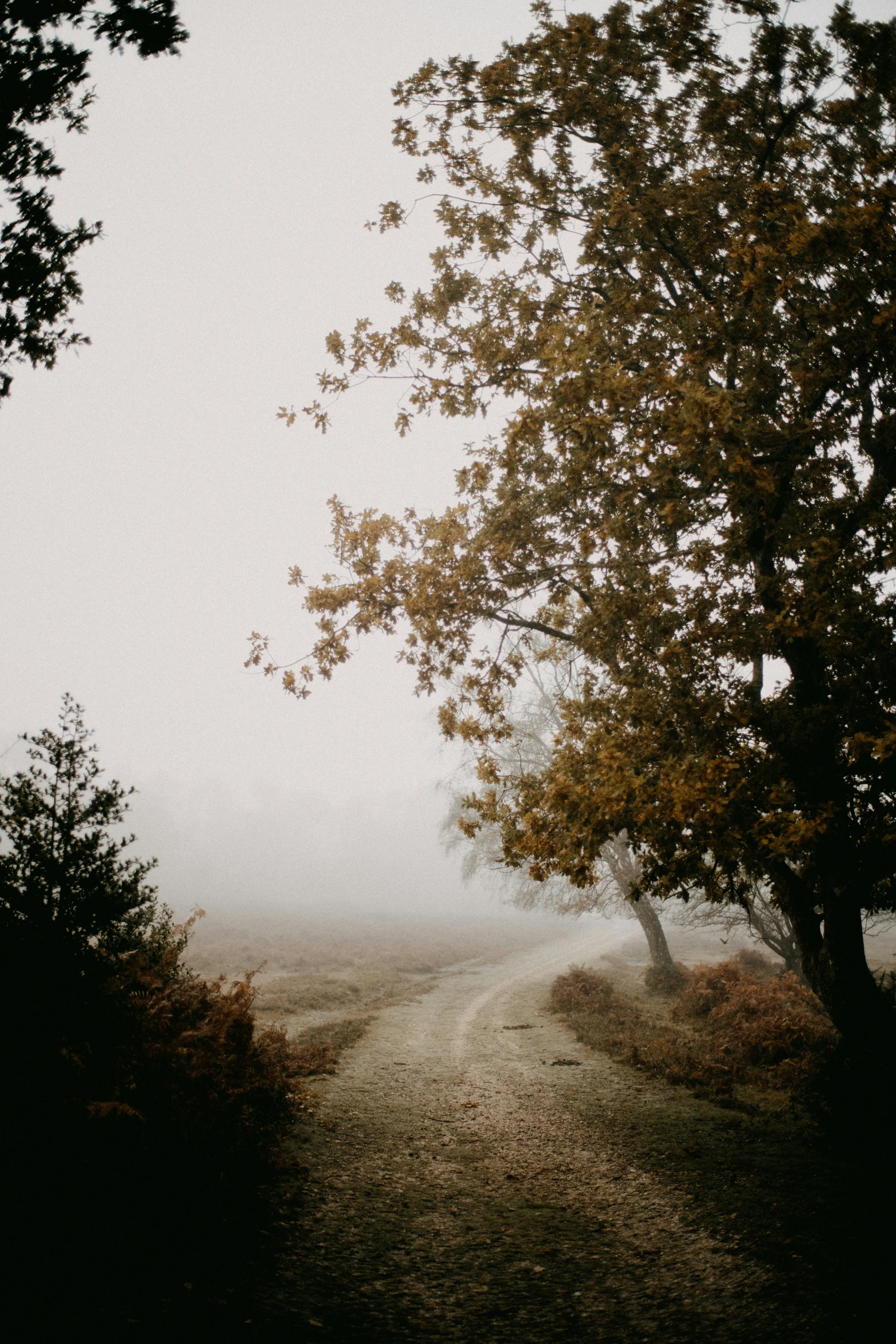 a dirt road and trees on the side of a hill