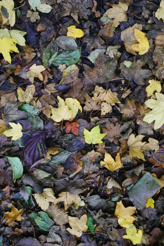 various leaves scattered on the ground while it is dry