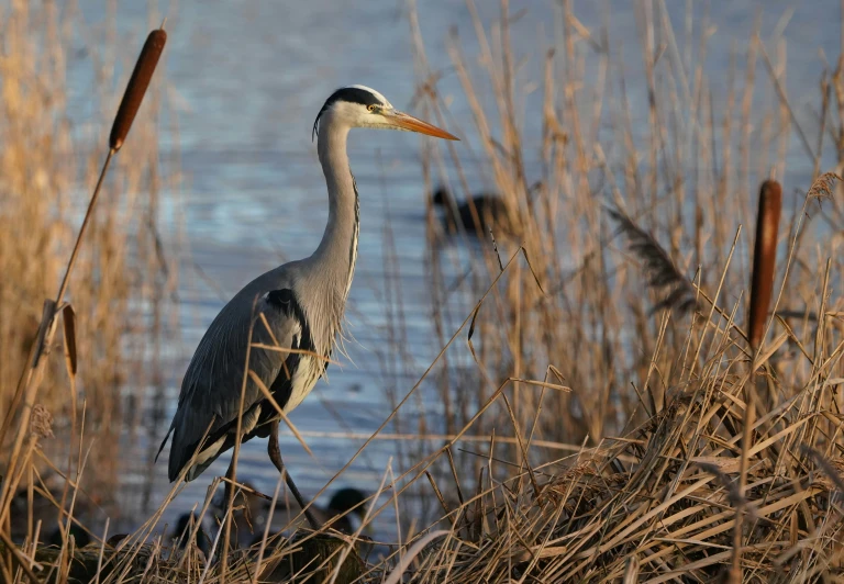 a large blue heron standing in a marshy area