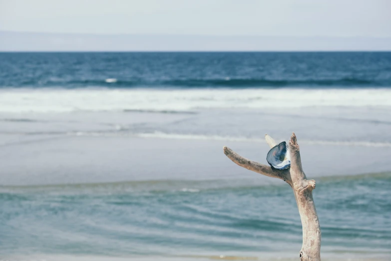 there is a piece of wood near the ocean shore