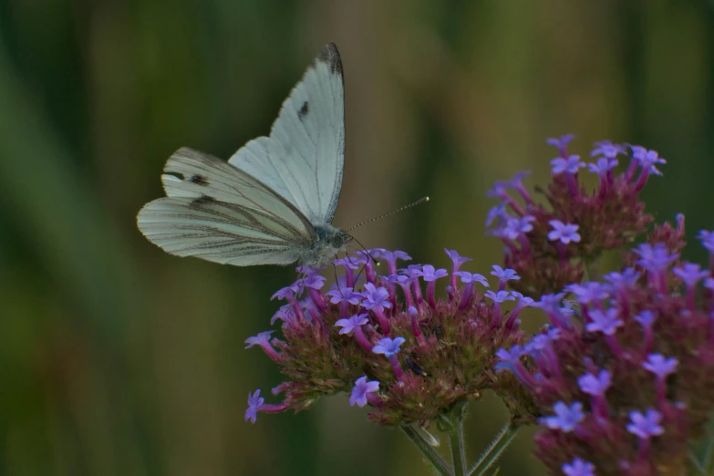 a small white erfly sits on a purple flower