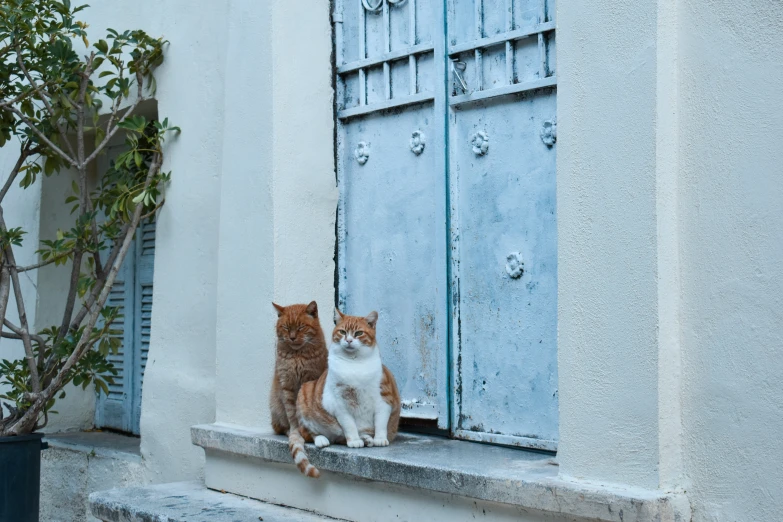 two cats sitting in front of blue window frames