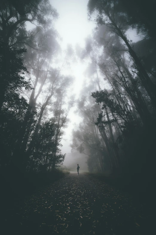 a person walking alone through an empty forest