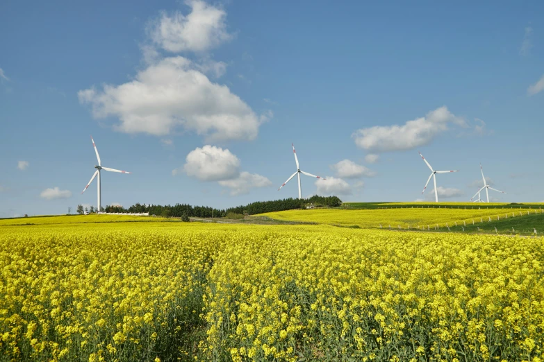 several windmills standing over a field of yellow flowers