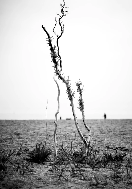 this is a tree in the sand with no leaves