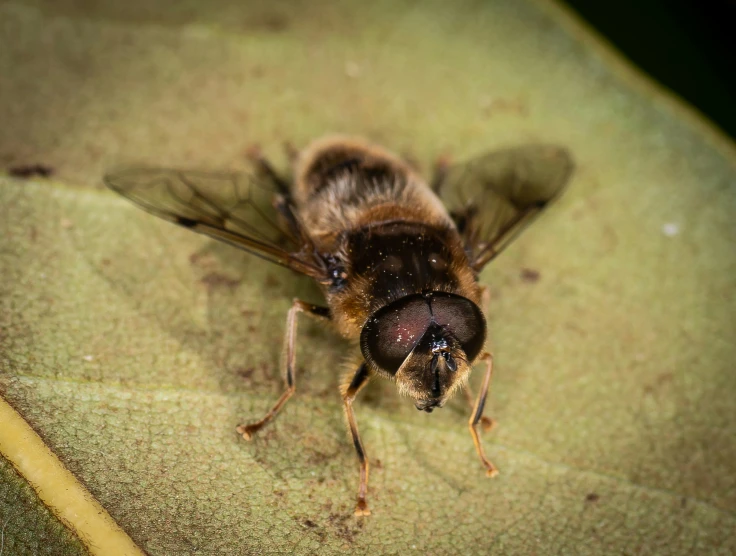 a large bee is standing on a green surface