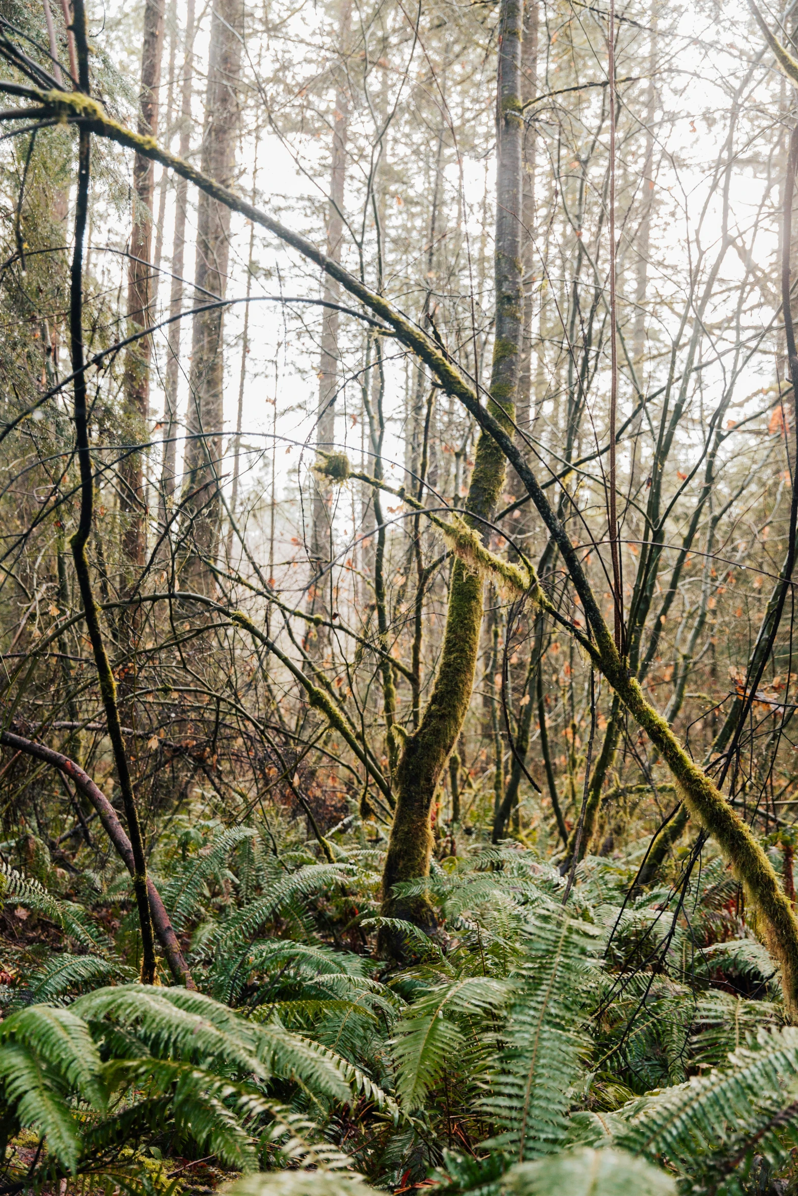 a bunch of green plants that are in the woods