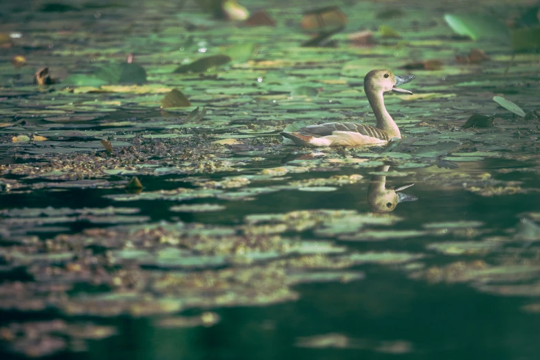 a duck sitting on top of a body of water