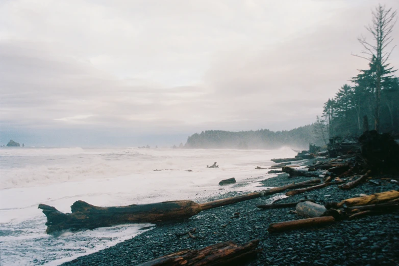 two logs lay on the shore as people surf in the distance