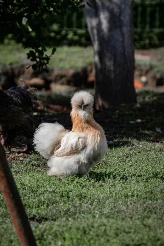 a small white and yellow chicken standing in the grass