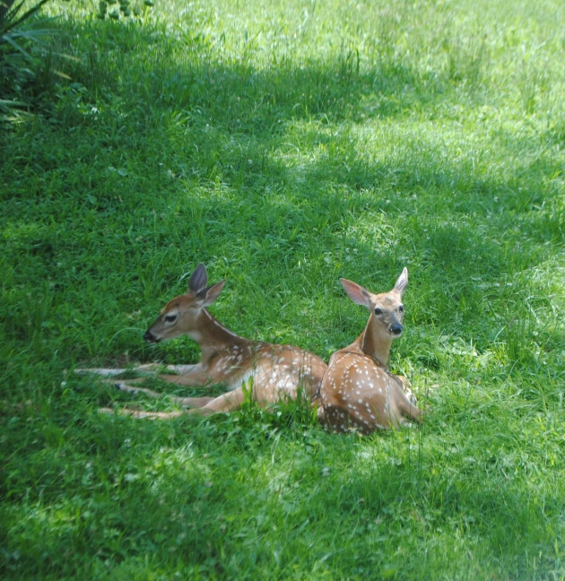 two deer are laying in the grass together