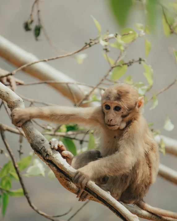 a small monkey is climbing up a tree limb