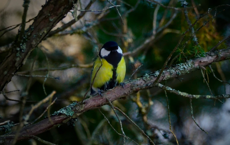 a colorful bird is perched in a tree