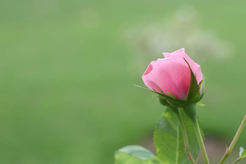 there is a single pink rose bud in this picture