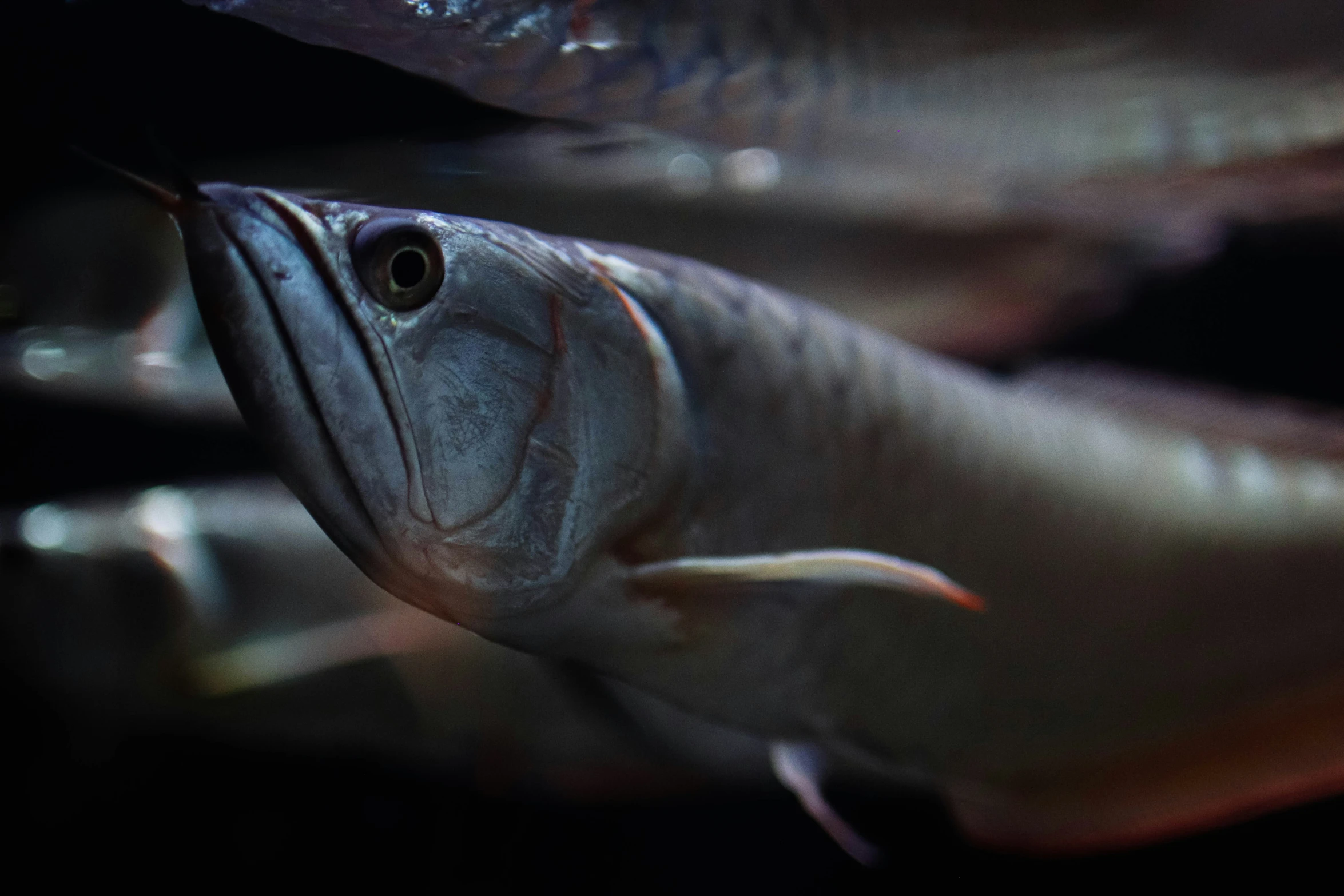 an image of a fish with its mouth open