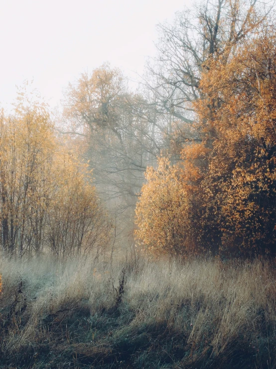 a field that has a bunch of trees on it