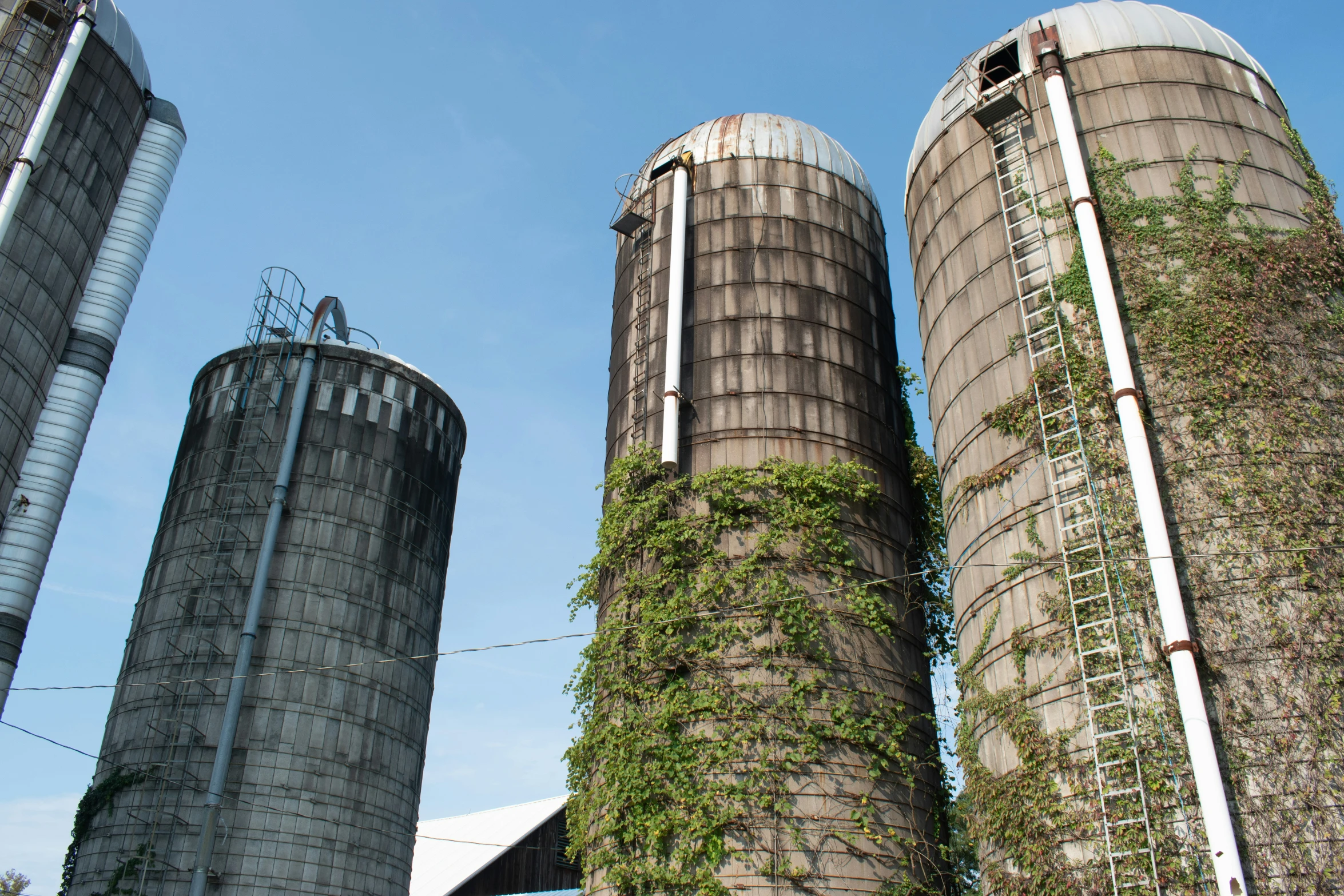 three large silos covered in ivy against a blue sky