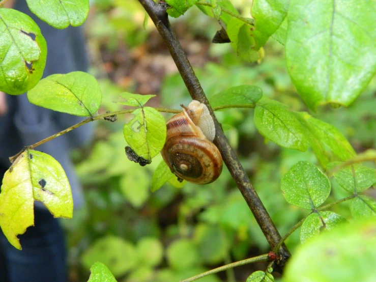 snail on the nch with man standing near by