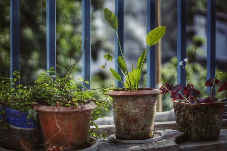 two pots with different plants and some are on a table