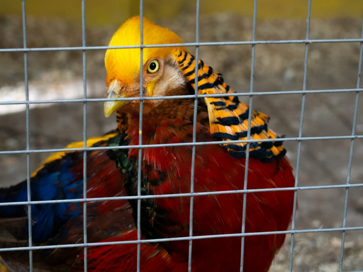 a brightly colored bird looks out through a wire cage