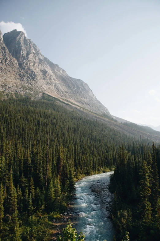 view of trees near a river on the side of a mountain