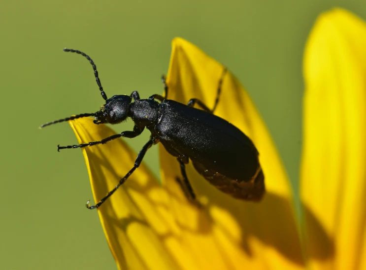 a close up of a beetle on a flower