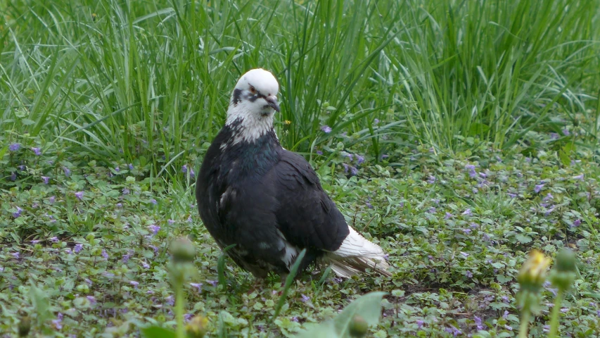 an eagle perched on a log near tall grass