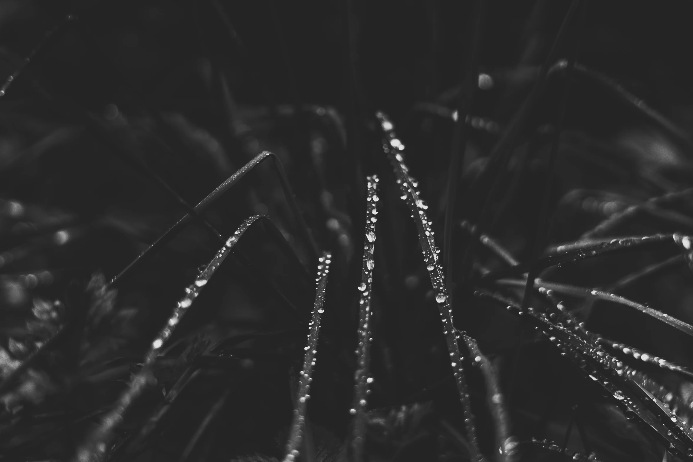 dew - droplets on the grass in the dark