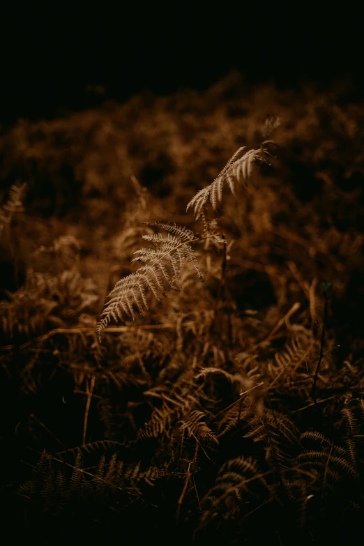 a brown colored po of some plants in a field